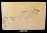 Bargain Knightia Fossil Fish - Wyoming #16464-1